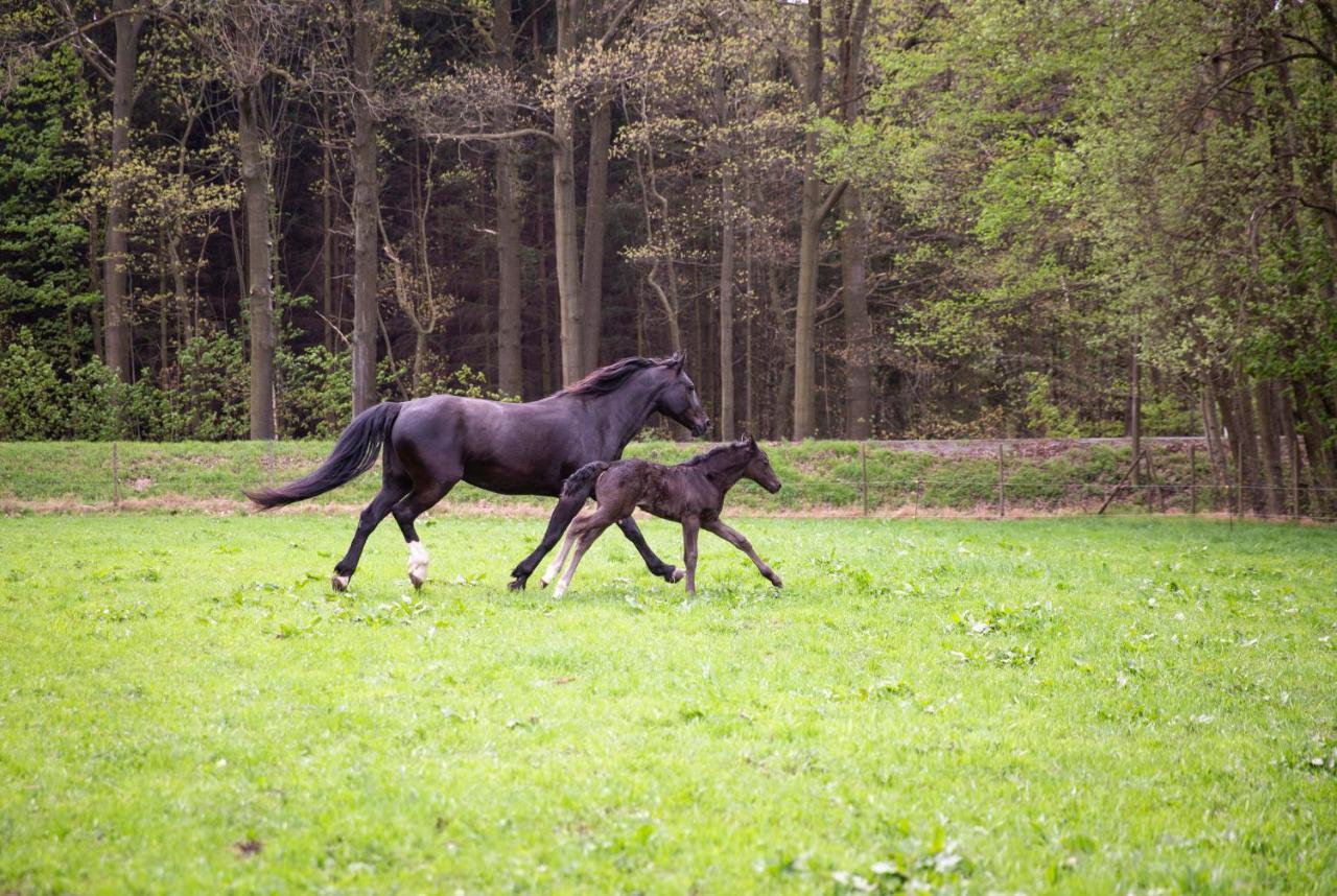 Schwarzes Ross Hotel Arnsdorf  Luaran gambar